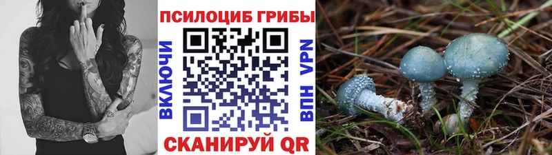 Псилоцибиновые грибы Psilocybine cubensis  Медвежьегорск 